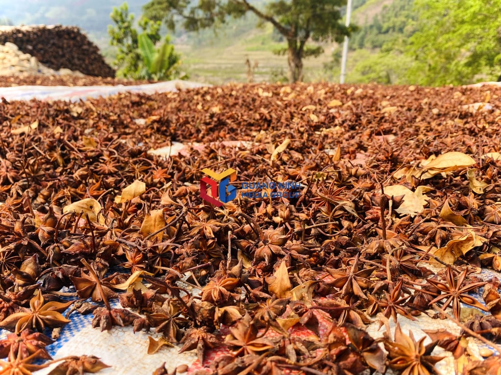 O anis-estrelado cultivado em Quang Ninh em geral, e na comuna de Hoanh Mo em particular, possui alto teor de óleo essencial e é do tipo com 8 pétalas.