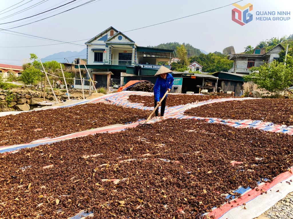 Os produtores de anis-estrelado estão colhendo suas safras e secando-as para exportação ao mercado chinês.
