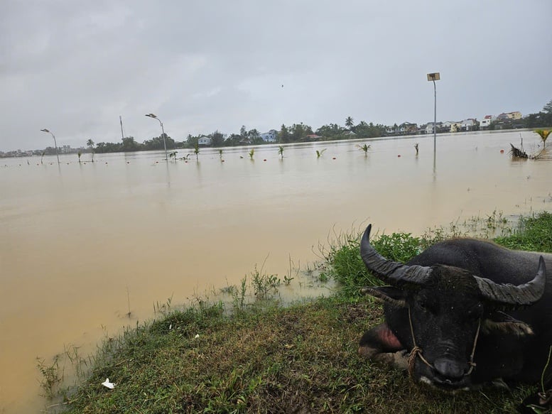 Đà Nẵng ban hành công điện ứng phó bão KALMAEGI, không khí lạnh và mưa lũ- Ảnh 2.