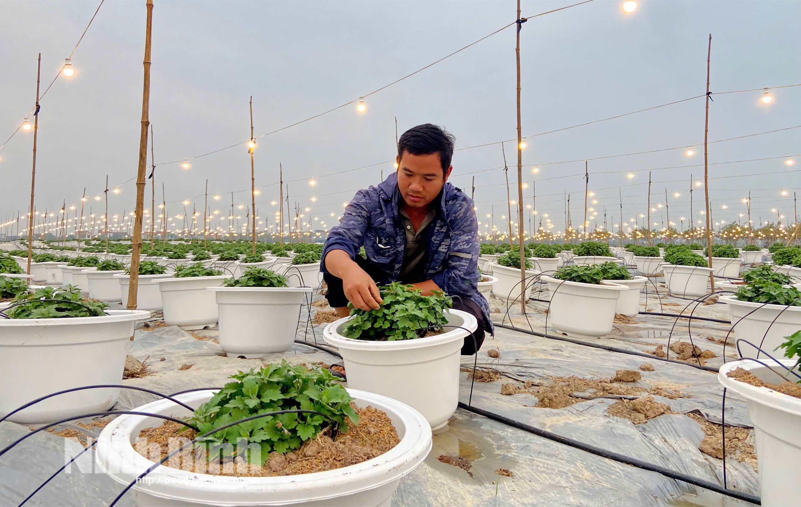 Anh Vũ Văn Ngà (phường Đông Hoa Lư) đang tích cực chăm sóc để hoa Tết đạt chất lượng cao nhất.