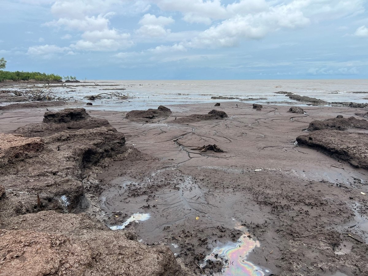 Trong 10 năm qua tỉnh Cà Mau mất hơn 5.200 ha rừng. Ảnh: Trọng Linh.