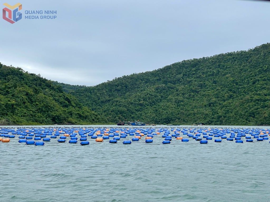 Østersoppdrettsaktiviteter i havområdet i Dam Ha kommune.