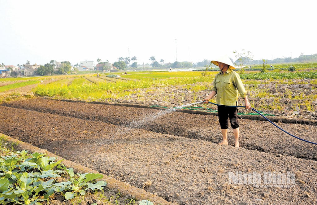 Truong Thi bölgesindeki çiftçiler, 2025 yılında kış mahsullerini ekmeye hazır hale getirmek için bu fırsatı değerlendiriyor.