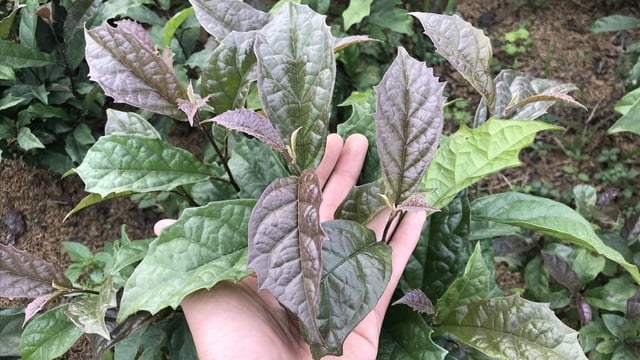 Obat Tradisional Muong: Harta karun dari tanaman ginseng hitam dan pengobatan tulang dan sendi yang terkenal - Foto 1. Y học cổ truyền Mường: Kho báu từ cây xạ đen và những bài thuốc xương khớp trứ danh- Ảnh 1.