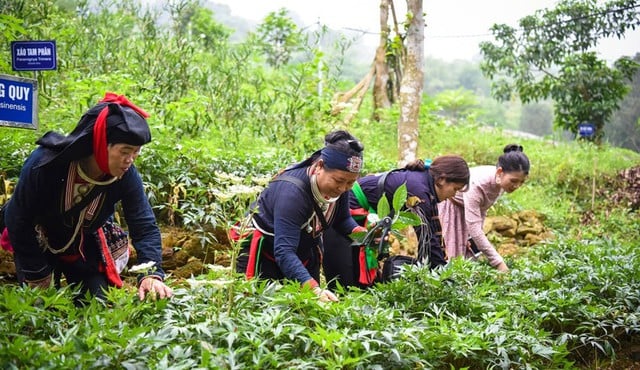 Obat Tradisional Muong: Harta karun dari tanaman ginseng hitam dan pengobatan tulang dan sendi yang terkenal - Foto 2. Y học cổ truyền Mường: Kho báu từ cây xạ đen và những bài thuốc xương khớp trứ danh- Ảnh 2.