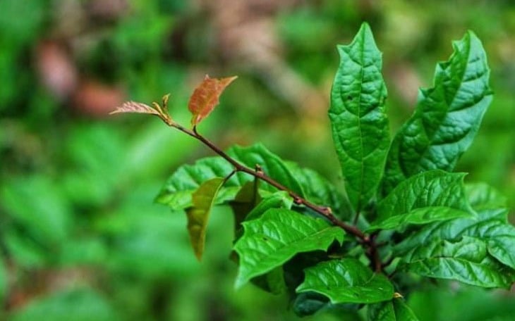 Y học cổ truyền Mường: Kho báu từ cây xạ đen và những bài thuốc xương khớp trứ danh- Ảnh 3.