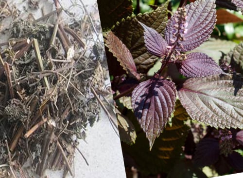 Nước tía tô đậu đen có tác dụng gì?- Ảnh 1.