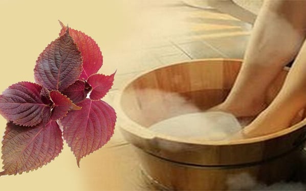 Nước tía tô đậu đen có tác dụng gì?- Ảnh 3.