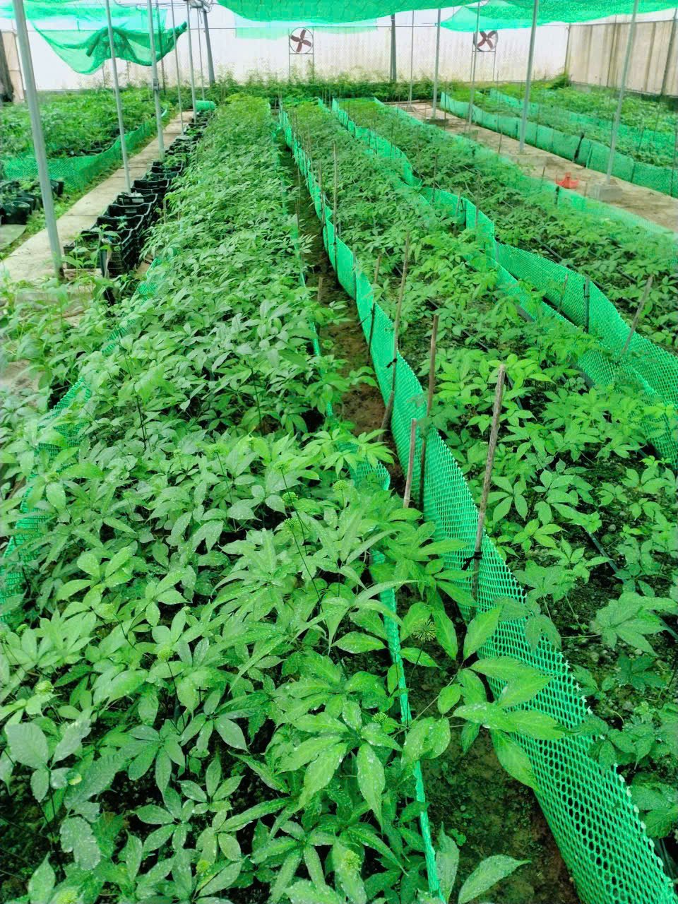 Hoàn thiện cơ chế bảo tồn và phát triển giống dược liệu: Bước đi chiến lược cho y học cổ truyền Việt Nam- Ảnh 2.