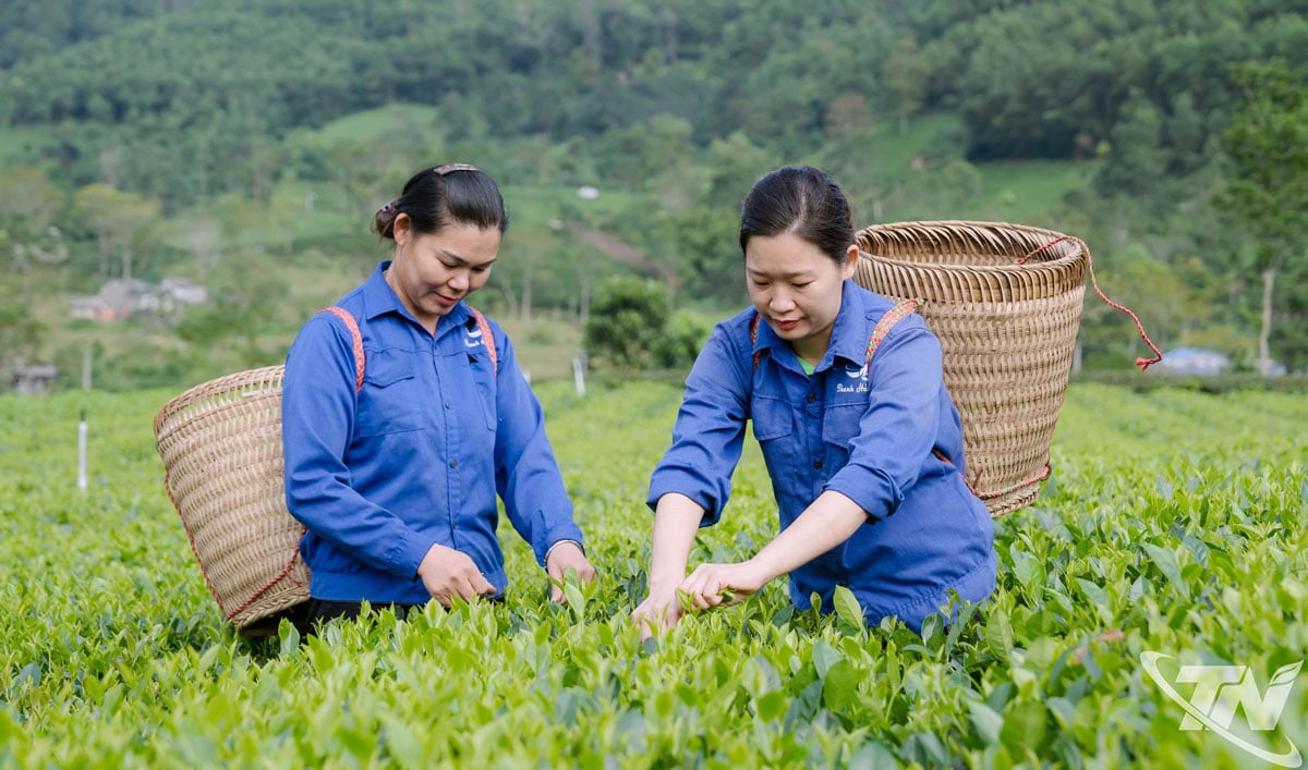 Delvis tack vare utbildningar har medlemmarna i La Bang Tea Cooperative förbättrat sina kunskaper och färdigheter i att ta hand om och bearbeta kommersiellt te.