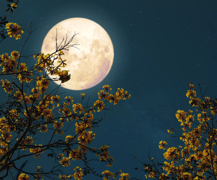 Siêu trăng Hải Ly - Ảnh 1.