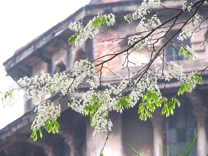 การท่องเที่ยวฮานอยเดือนกุมภาพันธ์