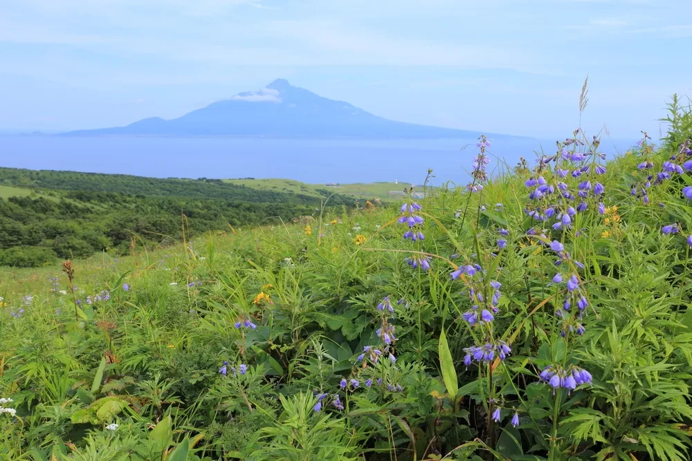 Lush green landscape with trails on Rebun Island, Hokkaido.