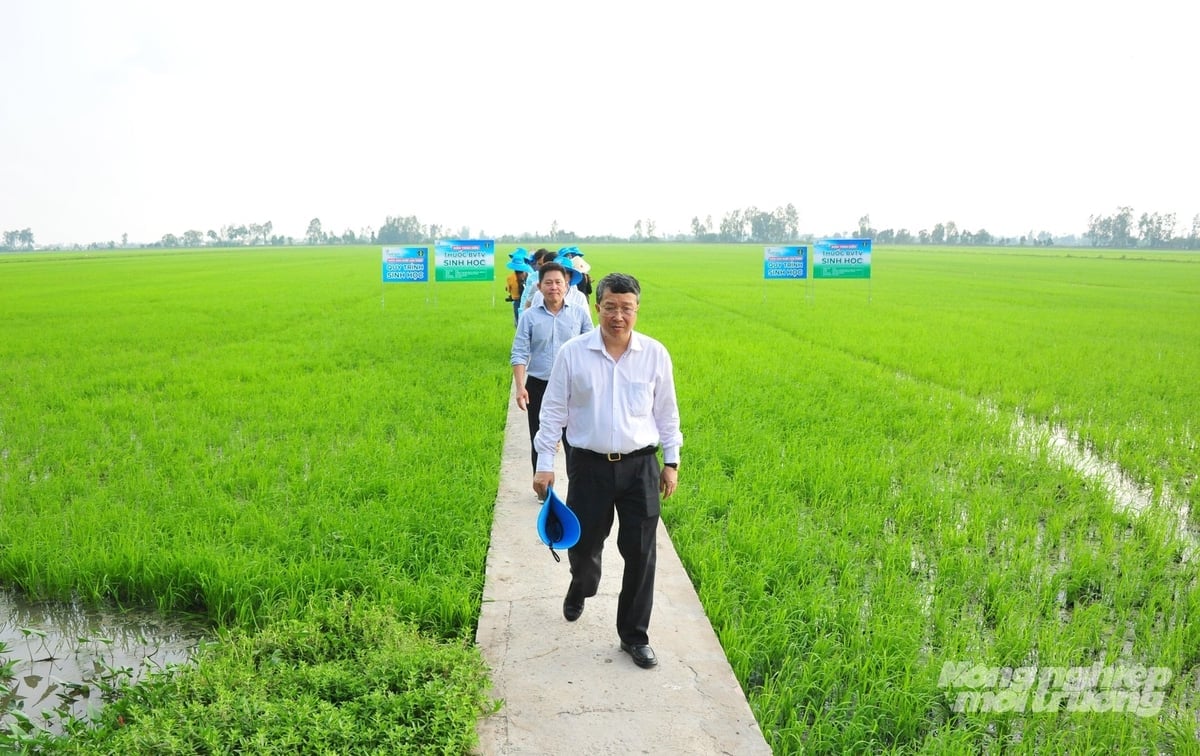 Thứ trưởng Bộ Nông nghiệp và Môi trường Hoàng Trung tham quan mô hình trình diễn sản xuất lúa sinh học của Tân Thành tại TP Cần Thơ. Ảnh: Lê Hoàng Vũ.