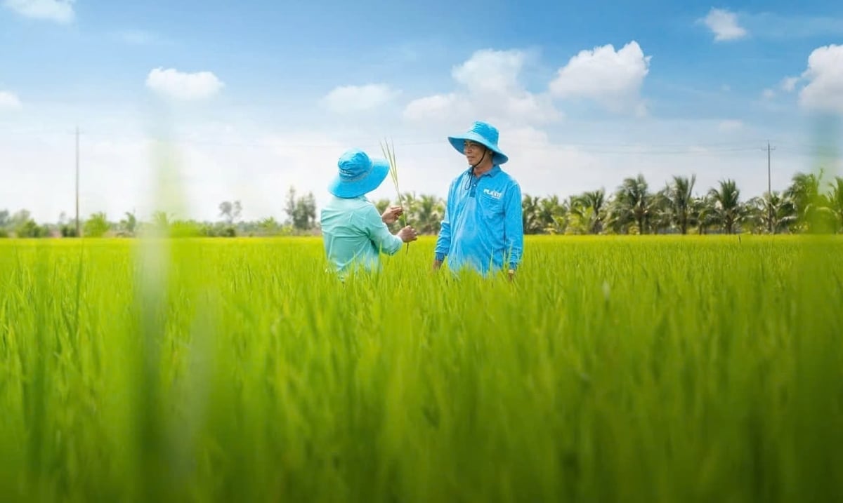 Cán bộ kỹ thuật Công ty TNHH TM Tân Thành đồng hành cùng nông dân trên đồng ruộng, hướng dẫn quy trình canh tác lúa theo hướng sinh học, bền vững. Ảnh: Lê Hoàng Vũ.