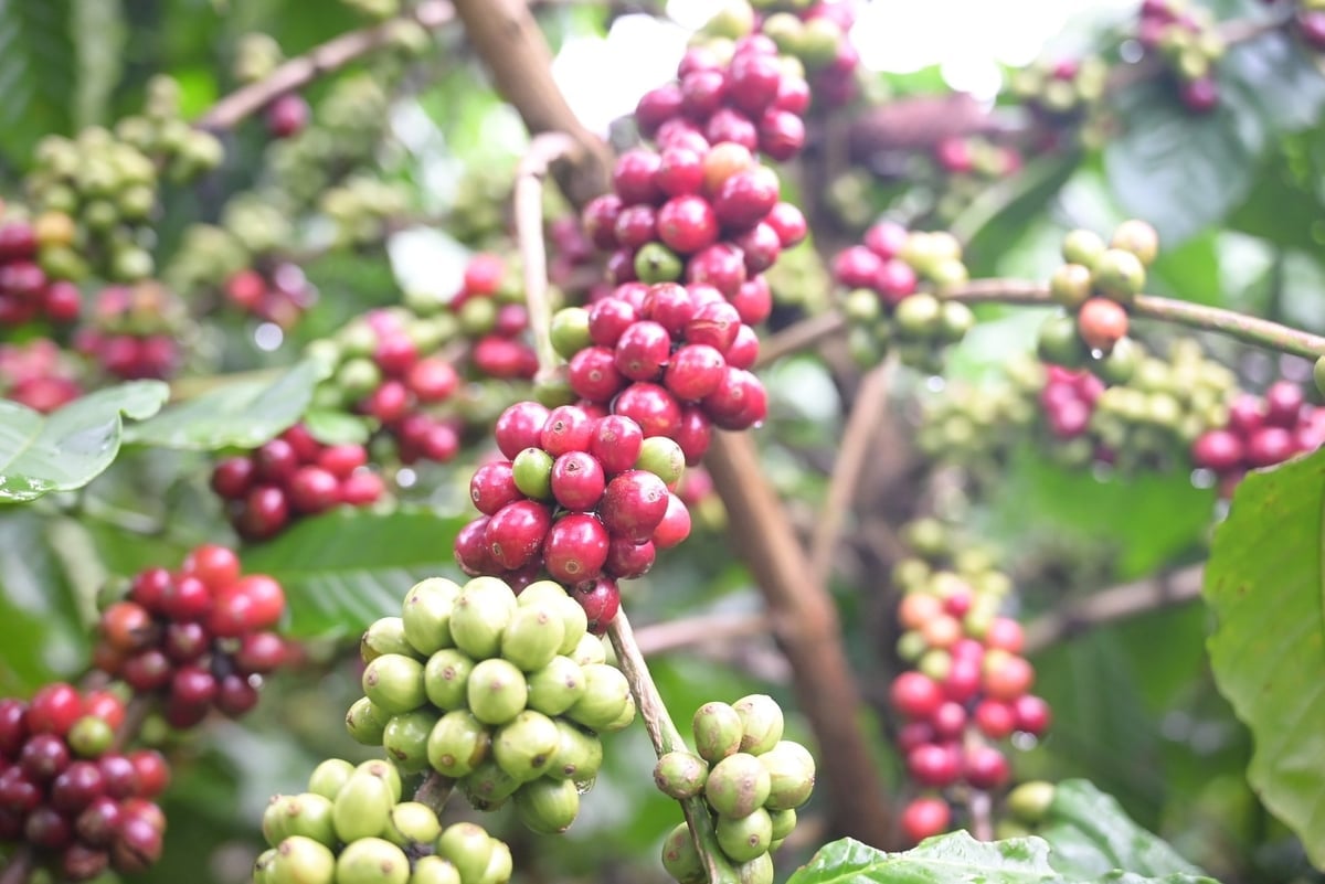 Chỉ dẫn địa lý cà phê Lâm Đồng được cấp cho cà phê Arabica và Robusta ở ba dạng: cà phê nhân, cà phê hạt rang và cà phê bột. Ảnh: Phạm Hoài.