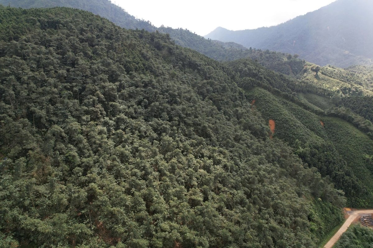 Bat Do bambu tepeleri, daha önce çıplak olan arazileri ve tepeleri kaplıyor. Fotoğraf: Thanh Tien. Những đồi tre Bát Độ phủ kín diện tích đất trống, đồi trọc trước đây. Ảnh: Thanh Tiến.