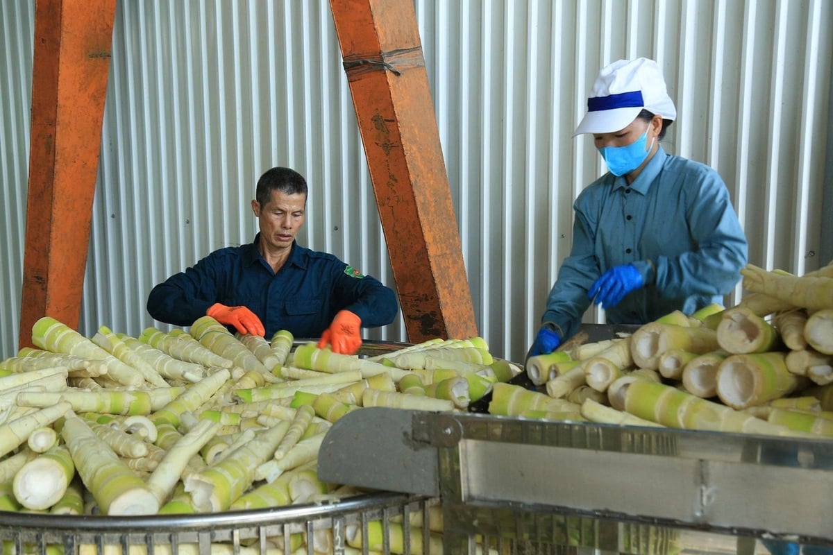 Şu anda Lao Cai'de istikrarlı hasada sahip 5.000 hektardan fazla Bat Do bambusu bulunmaktadır. Fotoğraf: Thanh Tien. Hiện Lào Cai đang có trên 5.000ha tre Bát Độ cho thu hoạch ổn định. Ảnh: Thanh Tiến.