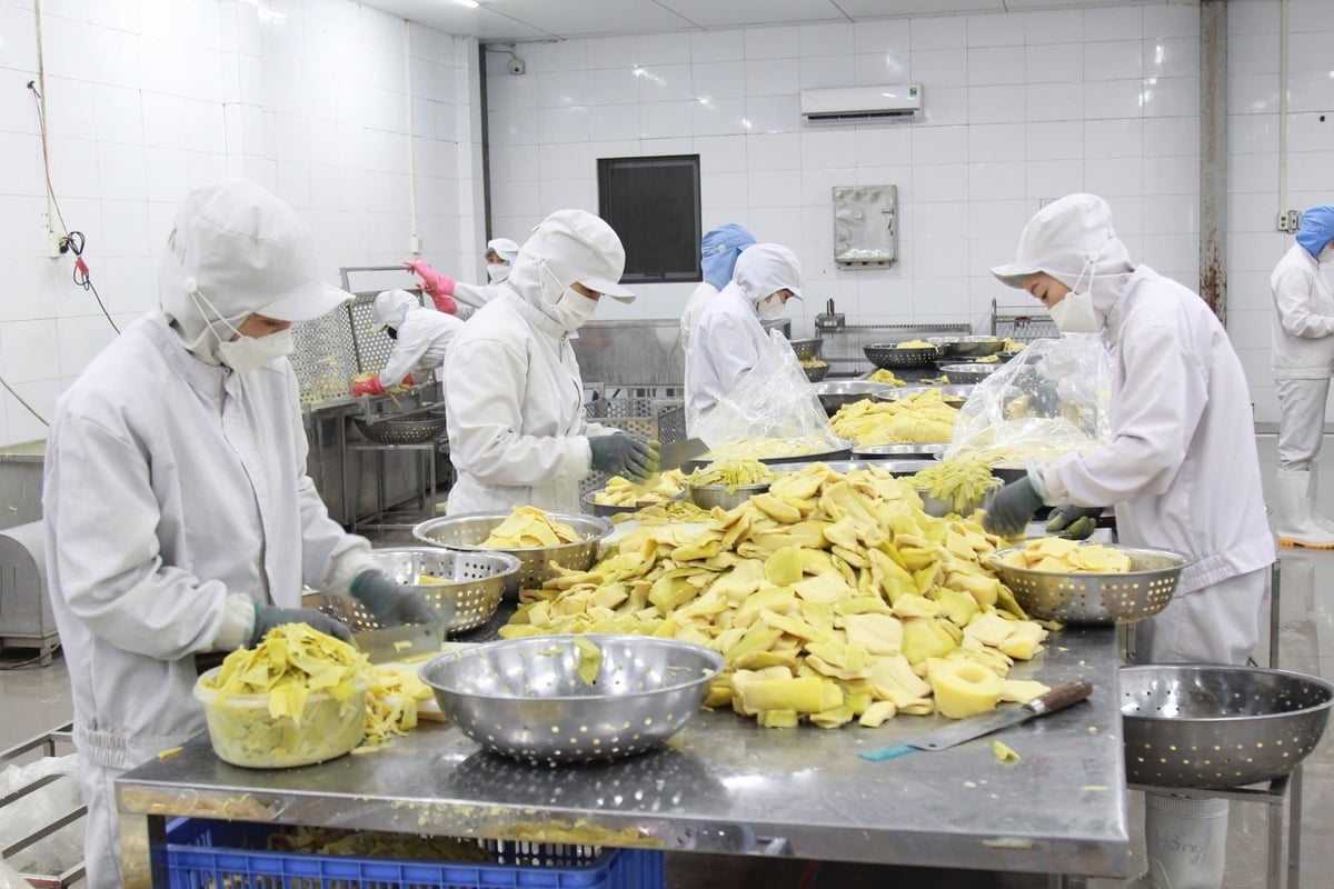 Bat Do bambu filizleri işletmeler tarafından işlenerek çiğ olarak Japonya'ya ihraç ediliyor. Fotoğraf: Thanh Tien. Sản phẩm măng Bát Độ được các doanh nghiệp sơ chế và xuất khẩu thô sang Nhật Bản. Ảnh: Thanh Tiến.