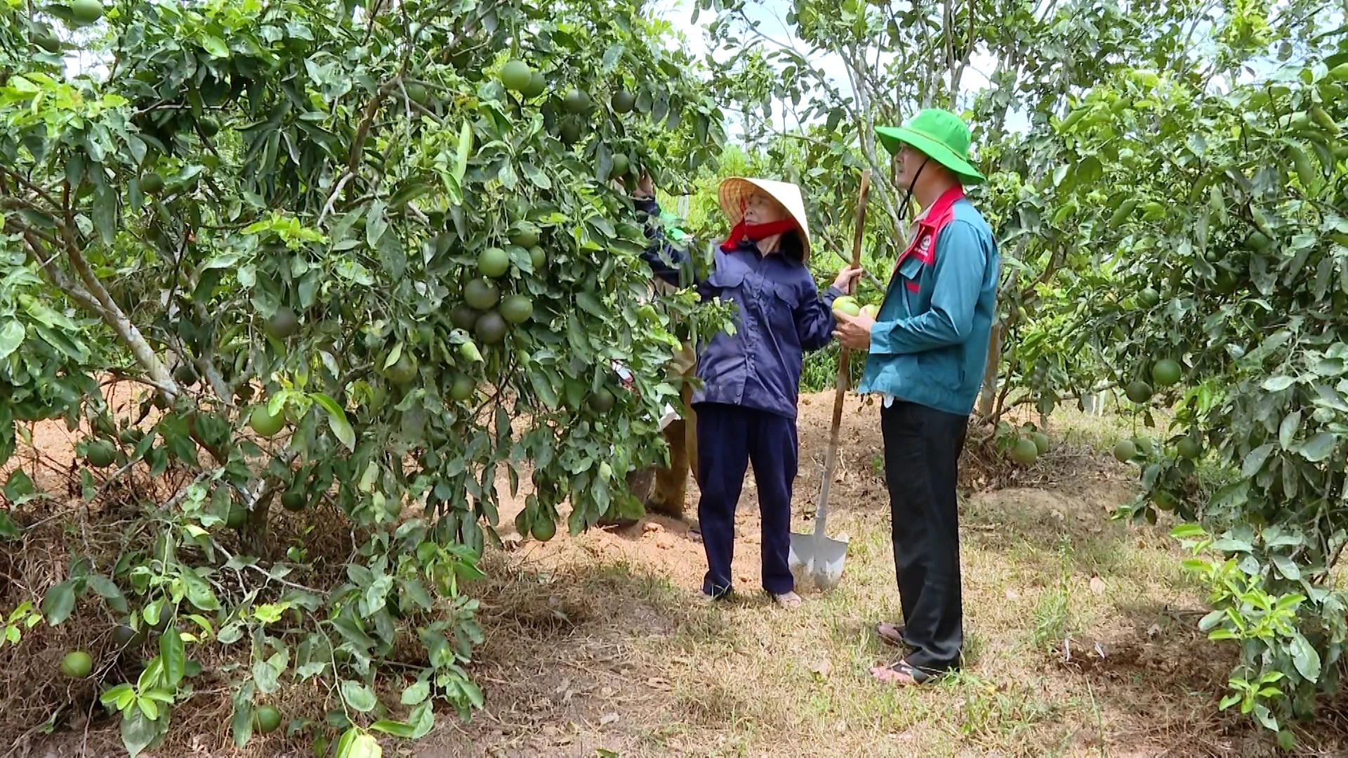 Mô hình trồng cây ăn quả ở xã Tân Mỹ giúp nhiều hộ dân có thêm thu nhập, cải thiện cuộc sống - Ảnh: T.T