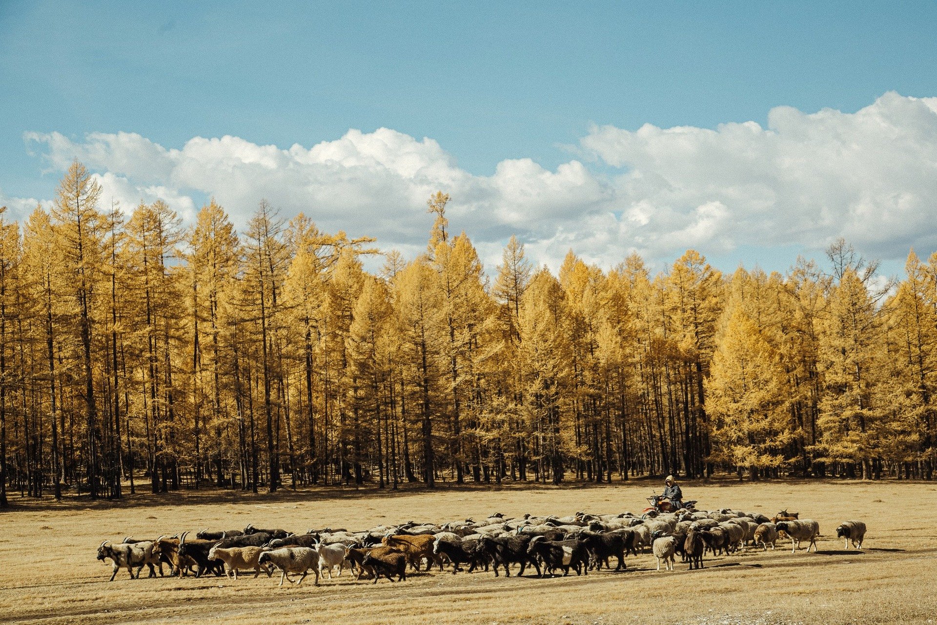 Mongolië reizen 2.jpg