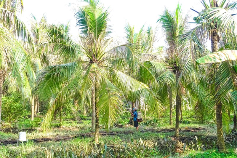 Des personnes visitent régulièrement le jardin et pulvérisent des pesticides à temps pour empêcher les chenilles à tête noire d'endommager les cocotiers.  Photo : Cam Truc