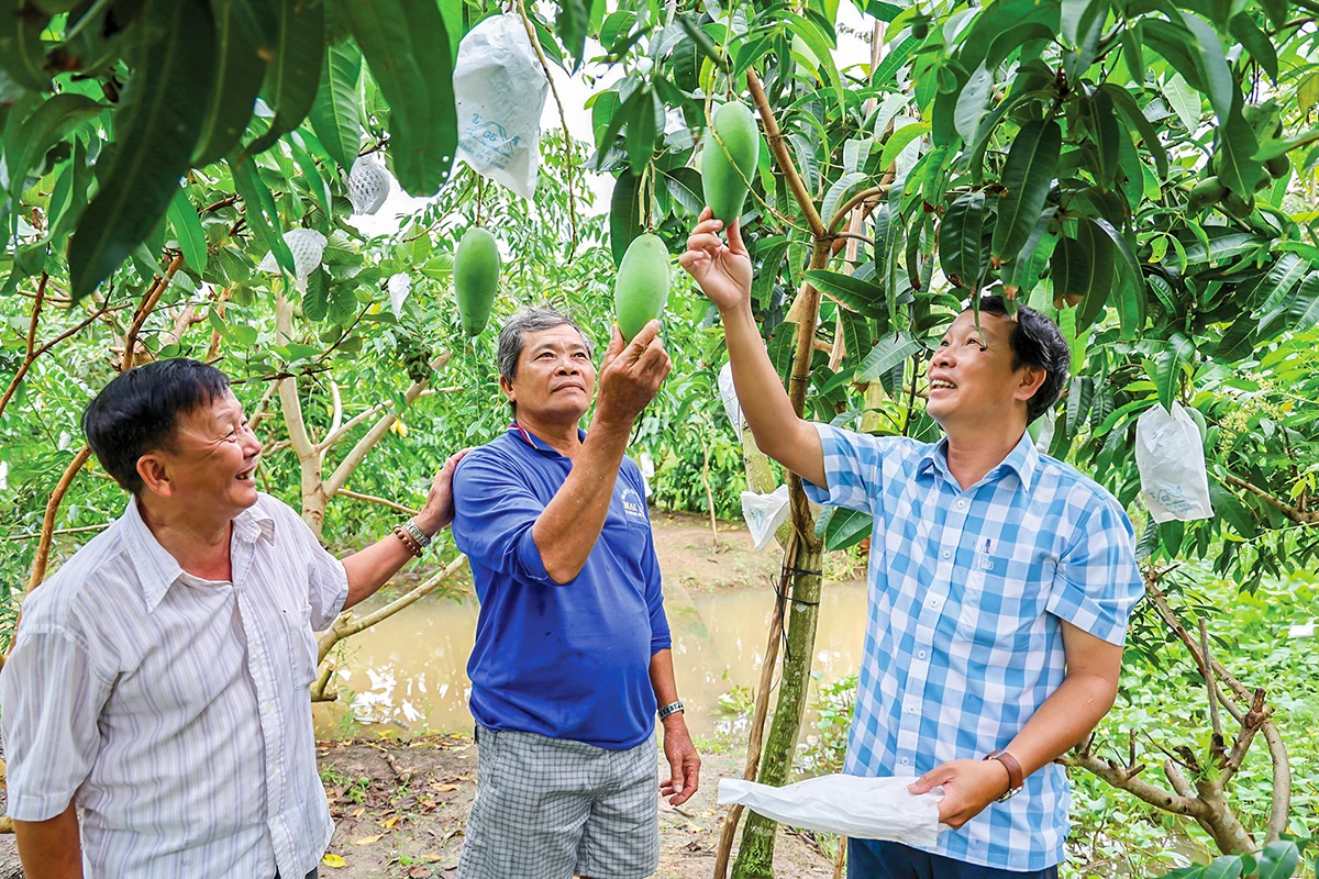 ឃុំ Cu Lao Gieng អភិវឌ្ឍដើមឈើហូបផ្លែ និងទេសចរណ៍ធម្មជាតិ