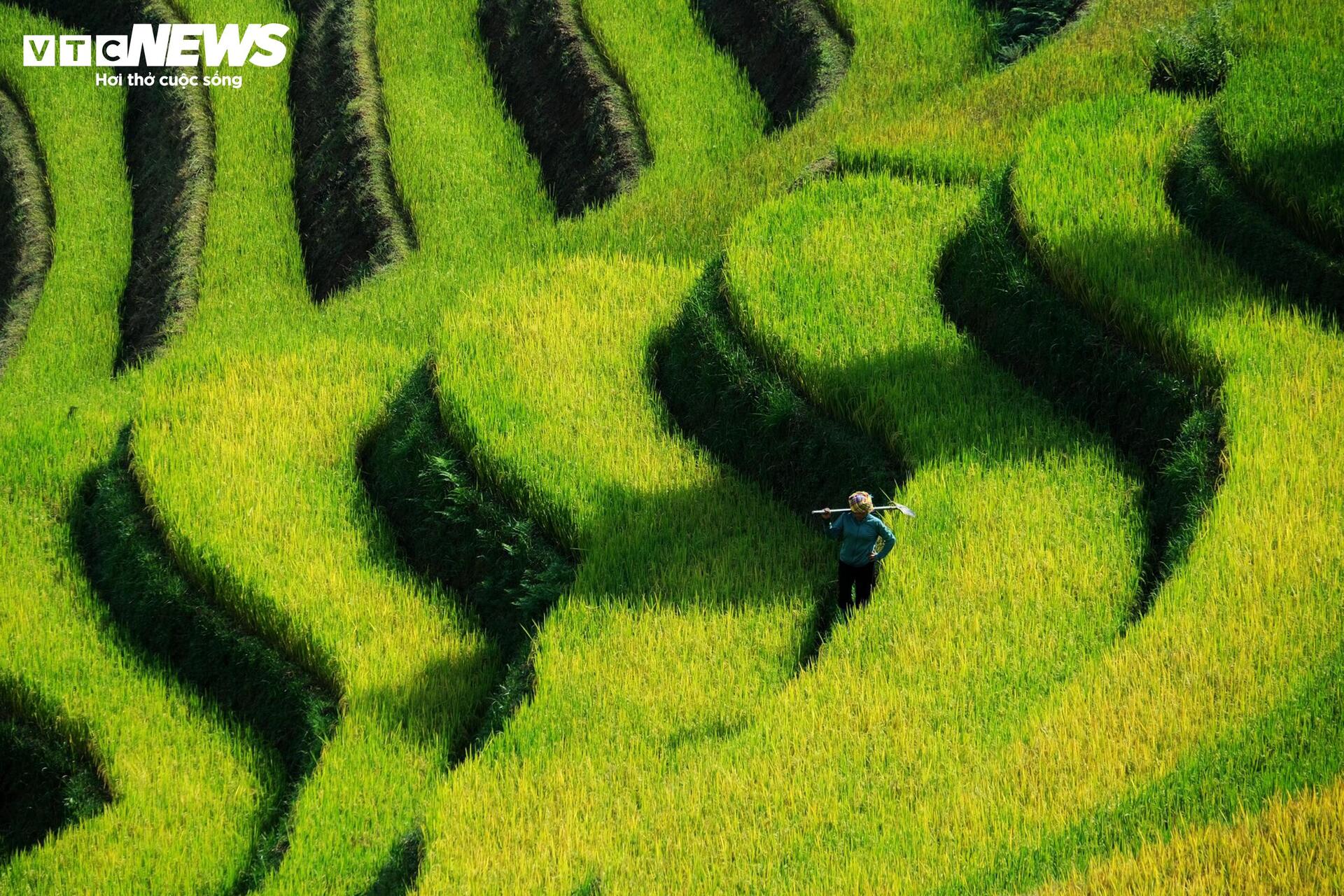 Khám phá mùa lúa chín yên bình ở bản Háng Đăng Dê, Lào Cai