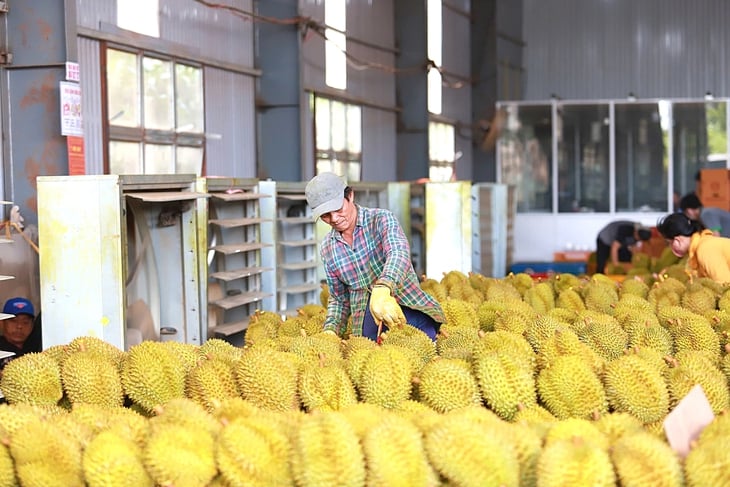 ມີການແກ້ໄຂພື້ນຖານສໍາລັບການສົ່ງອອກ durian - ຮູບທີ 1. sầu riêng - Ảnh 1.