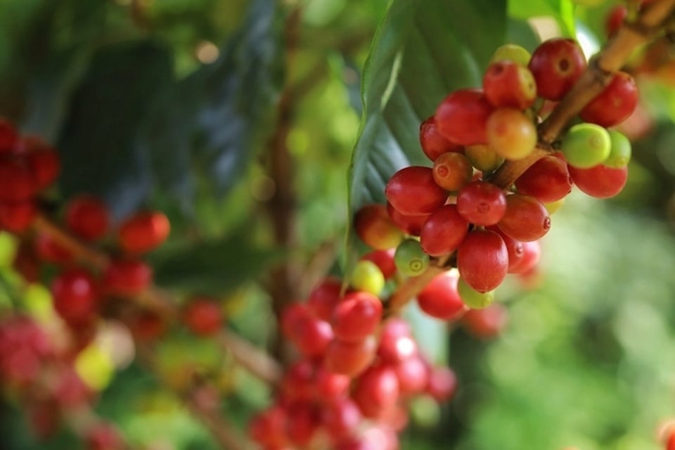 តម្លៃផលិតផលកសិកម្មថ្ងៃទី 2 ខែវិច្ឆិកា ឆ្នាំ 2025៖ កាហ្វេឡើងថ្លៃ 1,500 ដុង/គីឡូក្រាម