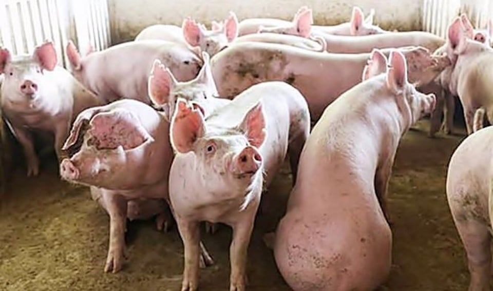 Pig price on November 2, 2025: The North and Central regions both decreased sharply, some places hit bottom at 49,000 VND/kg