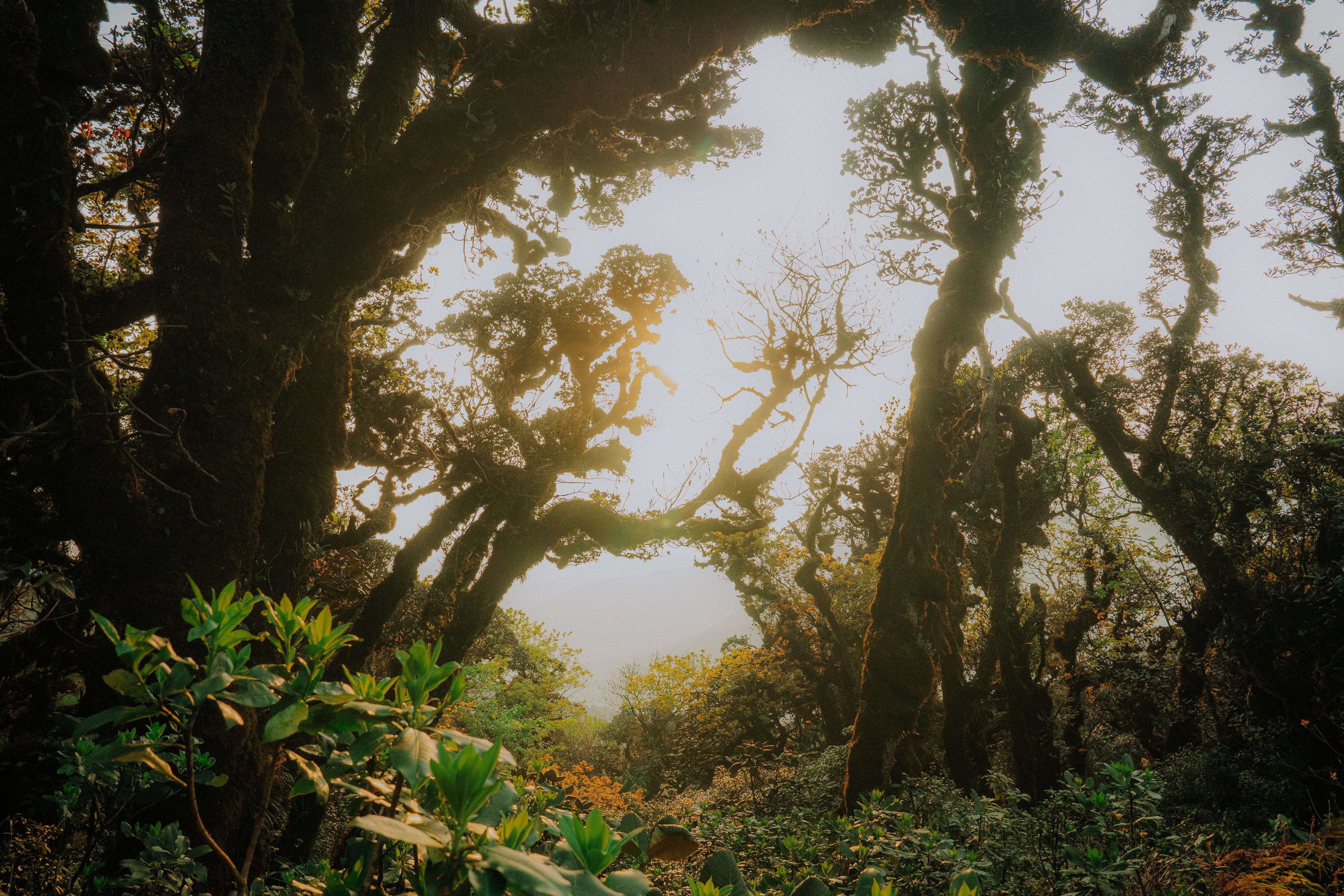 Lạc vào rừng rêu cổ tích trên cung đường chinh phục Phu Sa Phìn