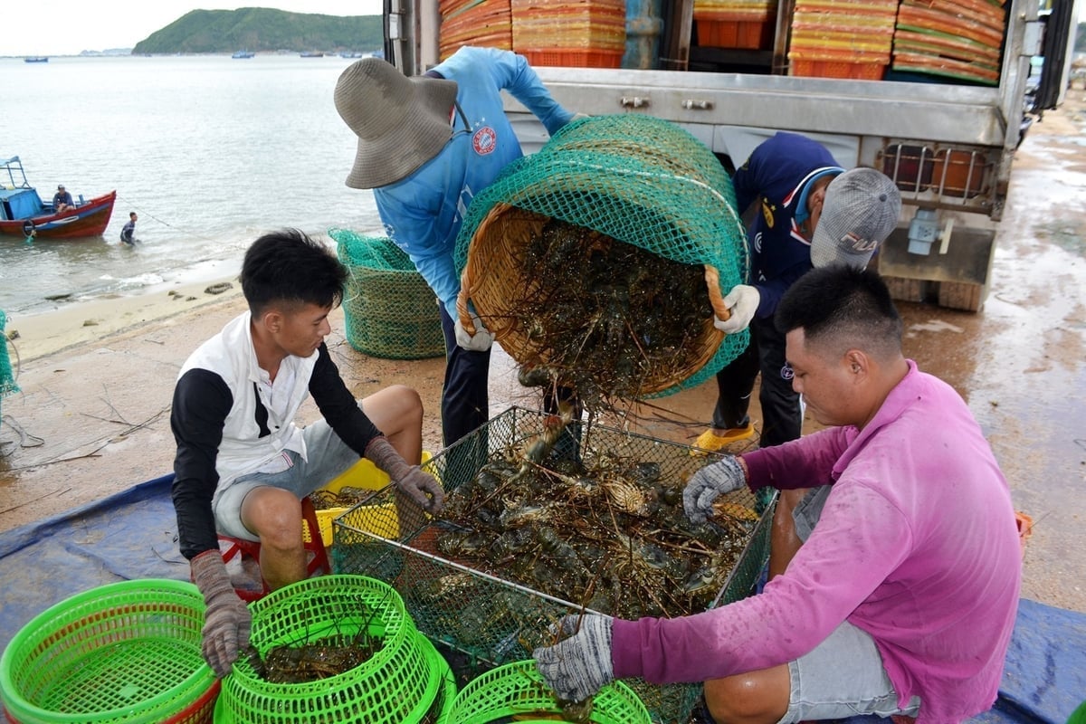 Щоб впоратися з цим, фермерам потрібно збирати креветки та рибу до настання часу збору врожаю. Фото: Кім Со. Người nuôi cần thu hoạch tôm cá đến thời kỳ đạt thu hoạch để ứng phó. Ảnh: Kim Sơ.