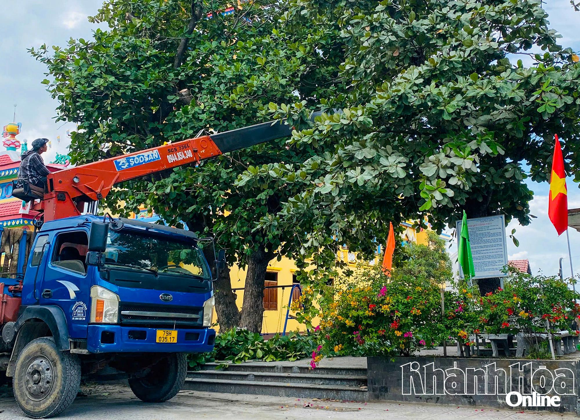 Dong Ninh Hoa-distriktets folkkommitté beordrade trädbeskärning för att proaktivt reagera på stormar.
