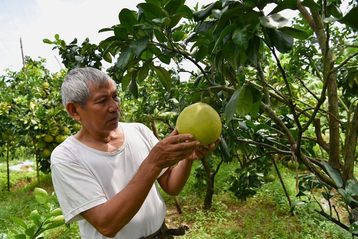 Ông Diện kiểm tra bưởi. Ảnh: Đinh Thanh Huyền.