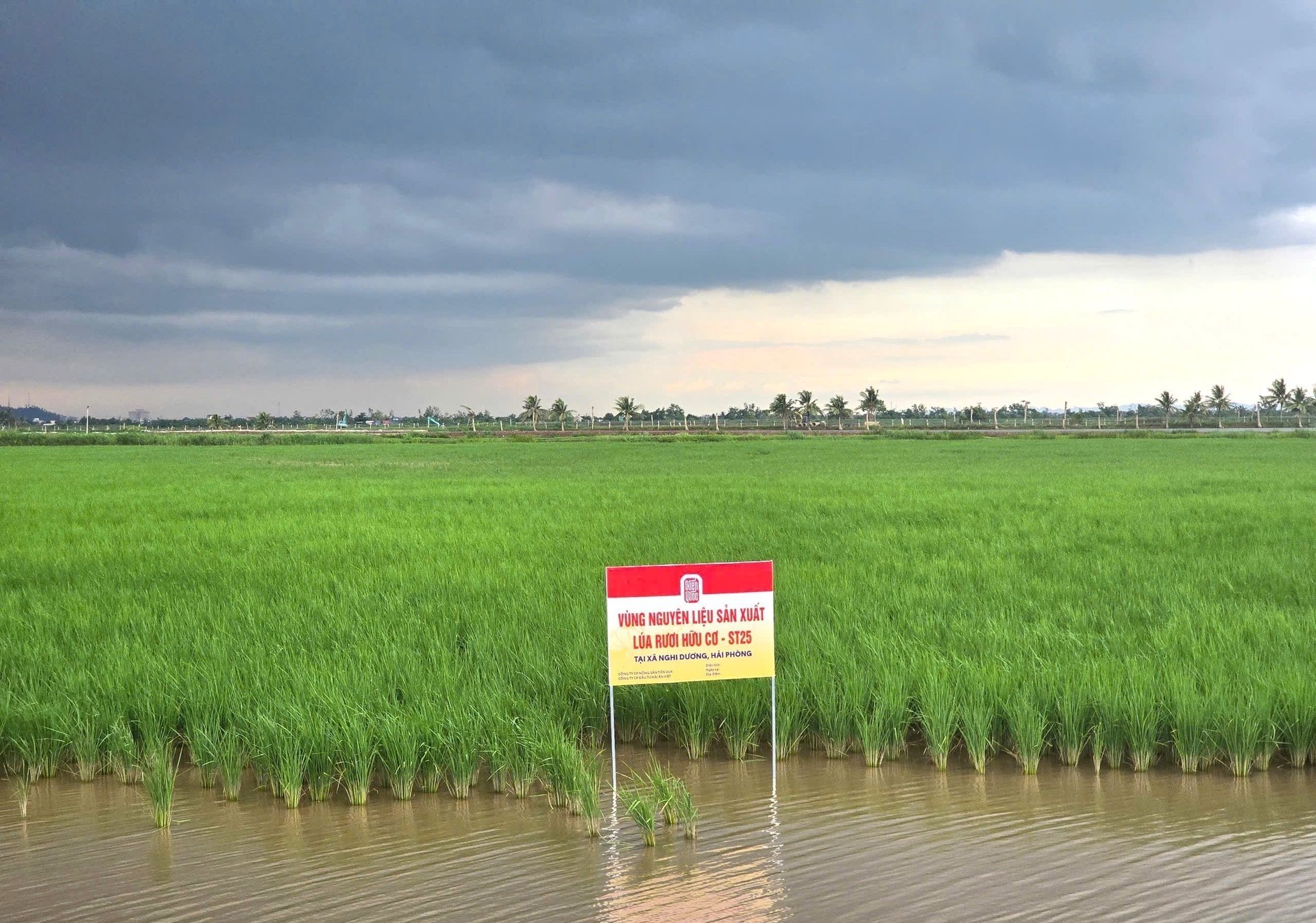 តំបន់​វត្ថុធាតុដើម​ដ៏​ធំ​នៅ​ក្រៅ​ទំនប់​សម្រាប់​ផលិត​ស្រូវ​សរីរាង្គ​របស់​ក្រុមហ៊ុន​ភាគហ៊ុន​រួម​វិនិយោគ Hai Au Viet នៅ​ឃុំ Nghi Duong ទីក្រុង Hai Phong។ រូបថត៖ Dinh Muoi។