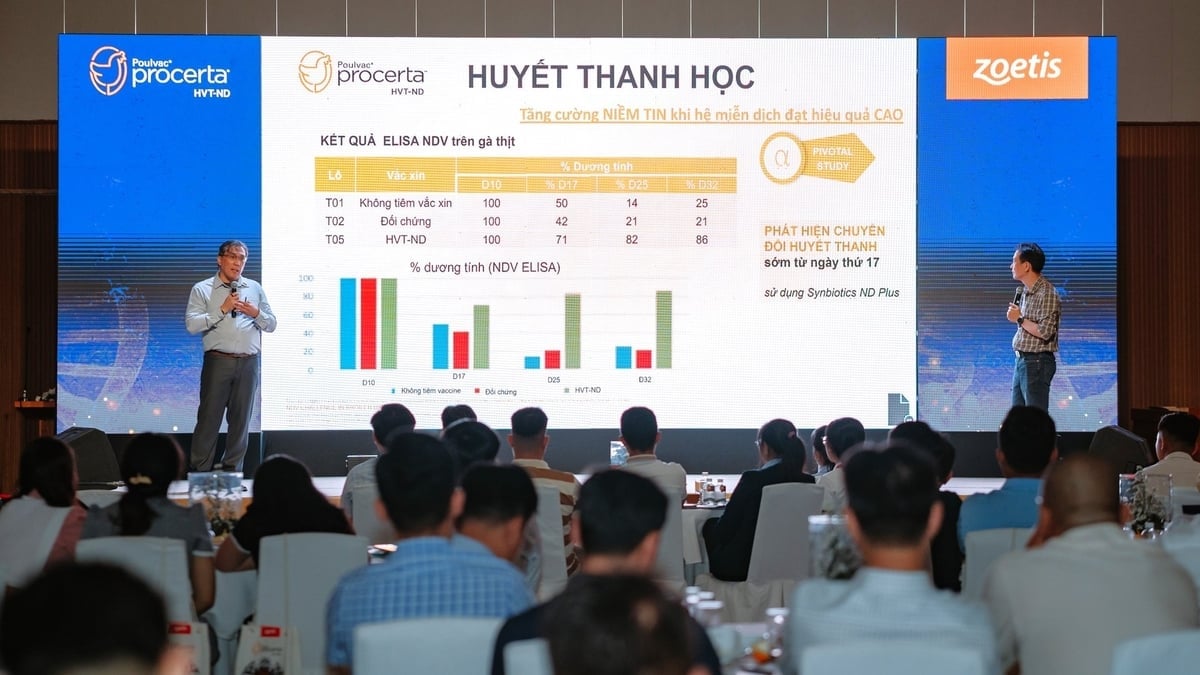 ອີງຕາມຜູ້ຊ່ຽວຊານ Zoetis, Poulvac® Procerta® HVT-ND ແມ່ນວັກຊີນທີ່ມີເຕັກໂນໂລຢີສູງທີ່ໃຊ້ການປະສົມພັນຂອງເຊື້ອພະຍາດເພື່ອສ້າງພູມຕ້ານທານທີ່ຍືນຍົງຕໍ່ກັບເຊື້ອໄວຣັສ Newcastle. ພາບ: Tran Phi.