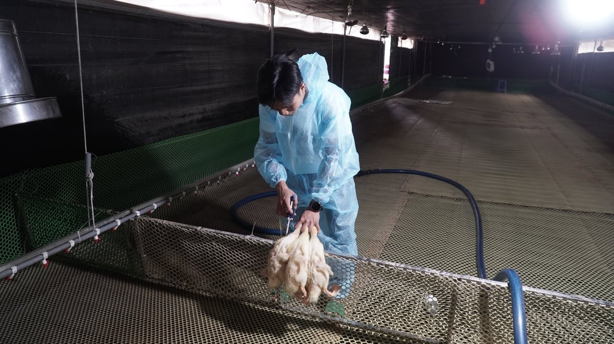 ອີງຕາມຜົນໄດ້ຮັບ, ຕາຕະລາງການສັກຢາວັກຊີນໄດ້ຖືກດັດແປງຢ່າງຍືດຫຍຸ່ນເພື່ອຮັບປະກັນວ່າເປັດຕ້ອງການພູມຕ້ານທານທີ່ເຂັ້ມແຂງທີ່ສຸດໃນເວລາທີ່ເຫມາະສົມ. ພາບ: Tran Phi.