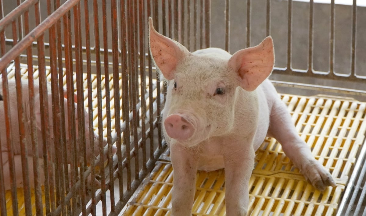 Pemerintah Dong Nai menganjurkan agar para peternak hanya mengisi kembali ternak mereka ketika biosekuriti telah terjamin, untuk mengurangi risiko wabah penyakit menjelang Tet. Foto: Le Binh. Ngành chức năng Đồng Nai khuyến cáo người nuôi chỉ tái đàn khi đảm bảo an toàn sinh học, nhằm giảm rủi ro dịch bệnh dịp cận Tết. Ảnh: Lê Bình.