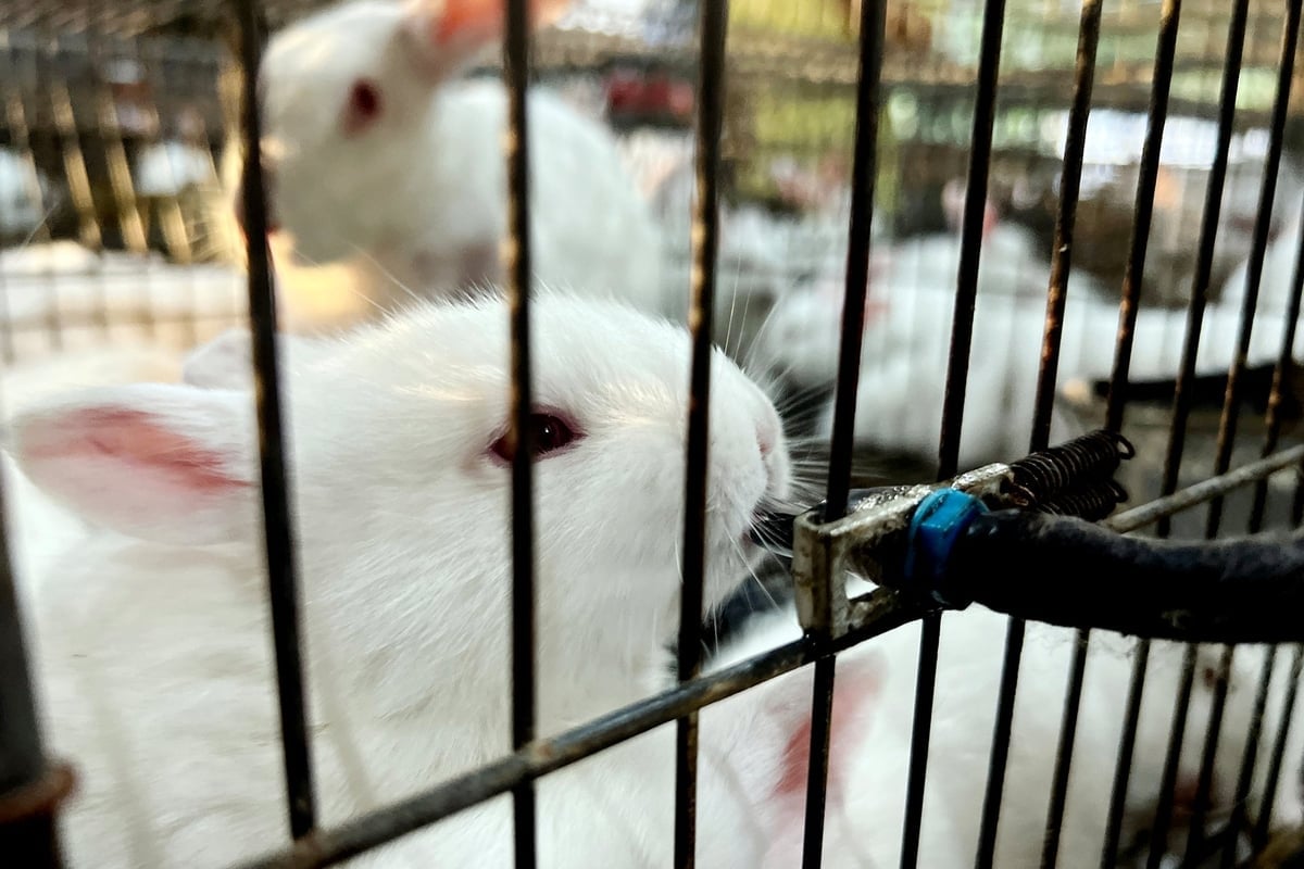 Ke depannya, Koperasi Kelinci Bersih An Nhon Tay akan melengkapi rantai nilai kelinci bersih dengan standar kualitas yang sinkron dan transparan, serta memenuhi beragam kebutuhan pelanggan. Foto: Nguyen Thuy. Trong thời gian tới, HTX Thỏ sạch An Nhơn Tây sẽ hoàn thiện chuỗi giá trị thỏ sạch với tiêu chuẩn chất lượng đồng bộ, minh bạch, đáp ứng đa dạng nhu cầu khách hàng. Ảnh: Nguyễn Thủy.