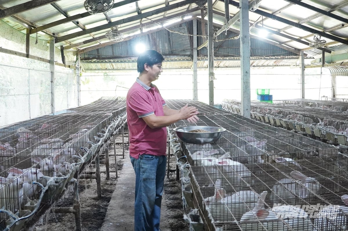 Koperasi Kelinci Bersih Nhon Tay membeli hasil produksi untuk anggotanya dengan harga 65.000-70.000 VND/kg. Foto: Nguyen Thuy. HTX Thỏ sạch An Nhơn Tây bao tiêu đầu ra cho bà con hội viên với giá 65.000-70.000 đồng/kg. Ảnh: Nguyễn Thủy.