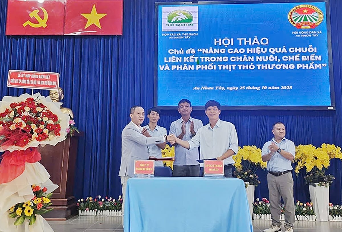 Di bawah pengawasan Asosiasi Petani Komune An Nhon Tay, Koperasi Kelinci Bersih An Nhon Tay menandatangani perjanjian kerja sama dengan Perusahaan Saham Gabungan Bang So (Hanoi) dalam proyek 'Tro Quan - dari Ladang ke Meja Makan'. Foto: M.H. Dưới sự chứng kiến của Hội Nông dân xã An Nhơn Tây, HTX Thỏ sạch An Nhơn Tây ký kết hợp tác với Công ty CP Bằng Sở (Hà Nội) trong dự án 'Thỏ Quán - từ trang trại đến bàn ăn'. Ảnh: M.H.