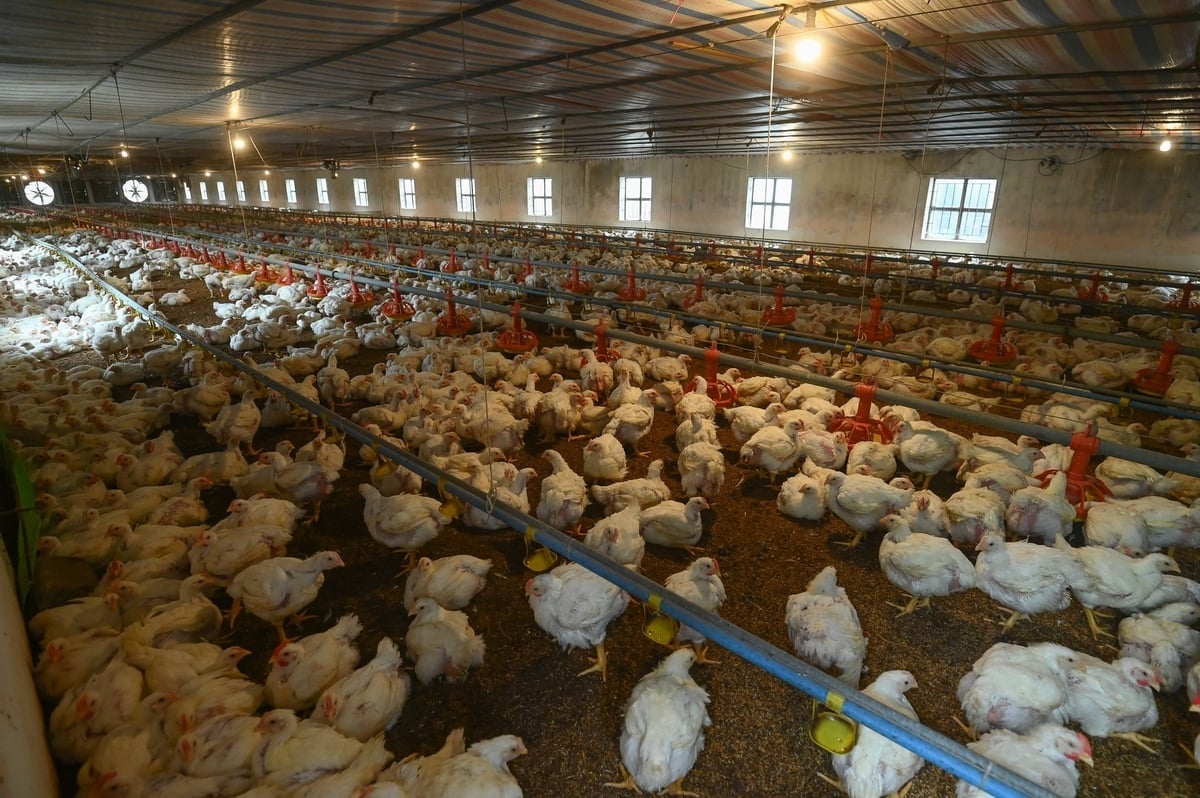 Kandang ayam berbulu putih milik keluarga Tn. Tran Van Ru akan segera dijual. Foto: Tung Dinh. Chuồng gà lông trắng sắp đến kỳ xuất chuồng của gia đình anh Trần Văn Rụ. Ảnh: Tùng Đinh.