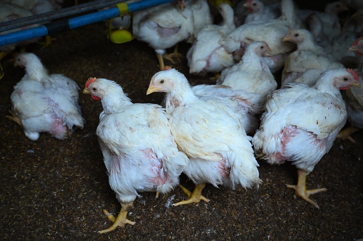 Ayam yang bebas penyakit dan divaksinasi lengkap, yang dibesarkan di alas biologis, adalah cara Pak Ru memastikan peternakannya bebas penyakit. Foto: Tung Dinh. Gà giống sạch bệnh, tiêm đủ vacxin và chăn nuôi trên đệm lót sinh học là cách anh Rụ đảm bảo an toàn dịch bệnh cho chuồng trại của mình. Ảnh: Tùng Đinh.