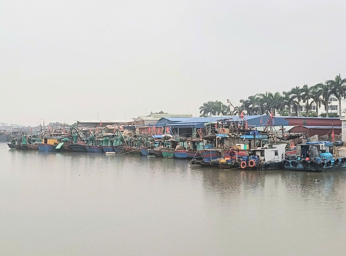 Kota Hai Phong saat ini memiliki 809 kapal nelayan yang beroperasi. Foto: Hoang Phong. Thành phố Hải Phòng hiện có 809 tàu cá hoạt động. Ảnh: Hoàng Phong.