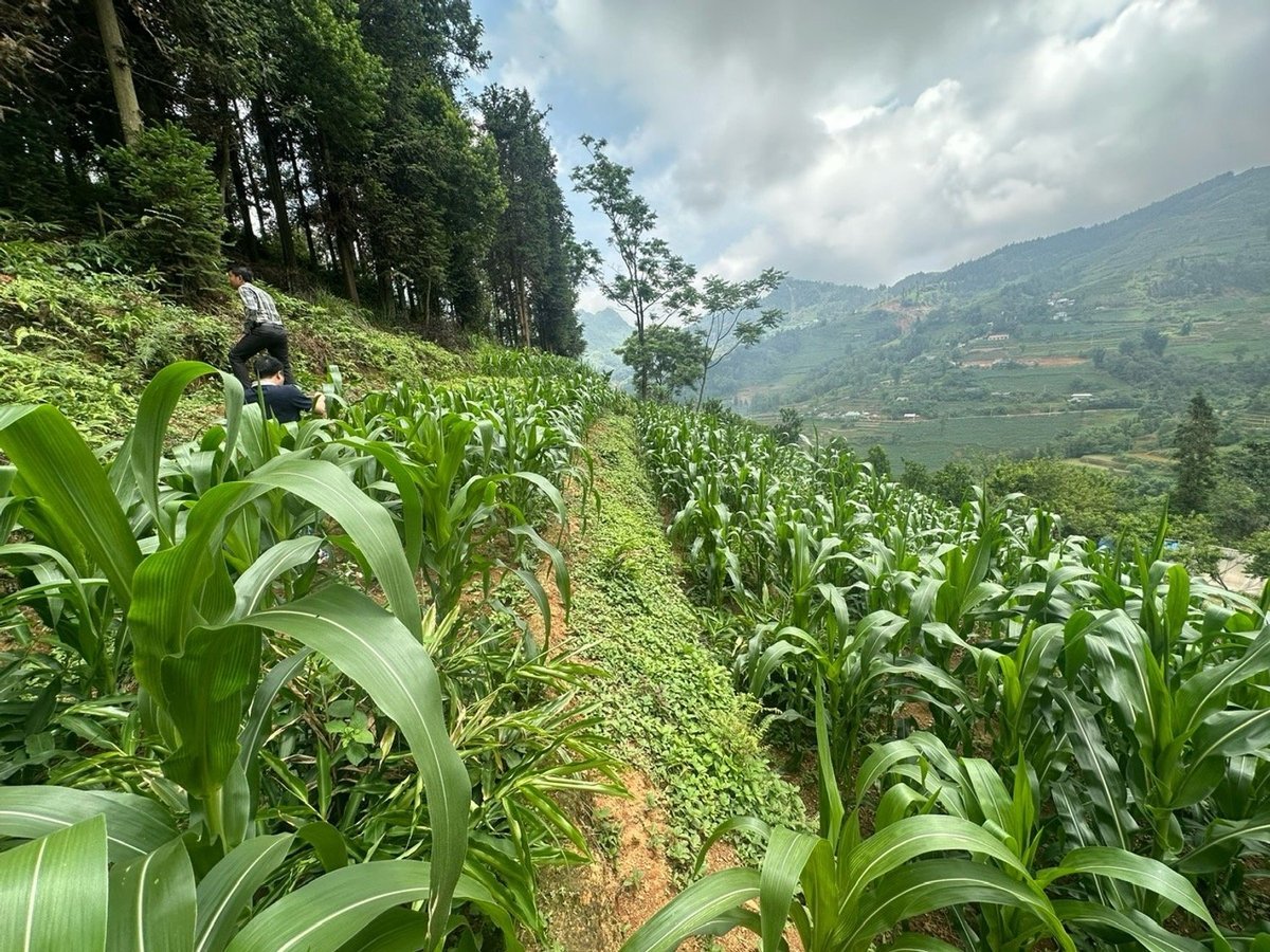 ដំណាំជិត១.១០០ហិកតានៅឃុំបាក់ហា បានធានាប្រភពទឹកសម្រាប់ស្រោចស្រព។ រូបថត៖ Bich Hop។ Gần 1.100 ha cây trồng trên địa bàn xã Bắc Hà được đảm bảo nguồn nước trong tưới tiêu. Ảnh: Bích Hợp.