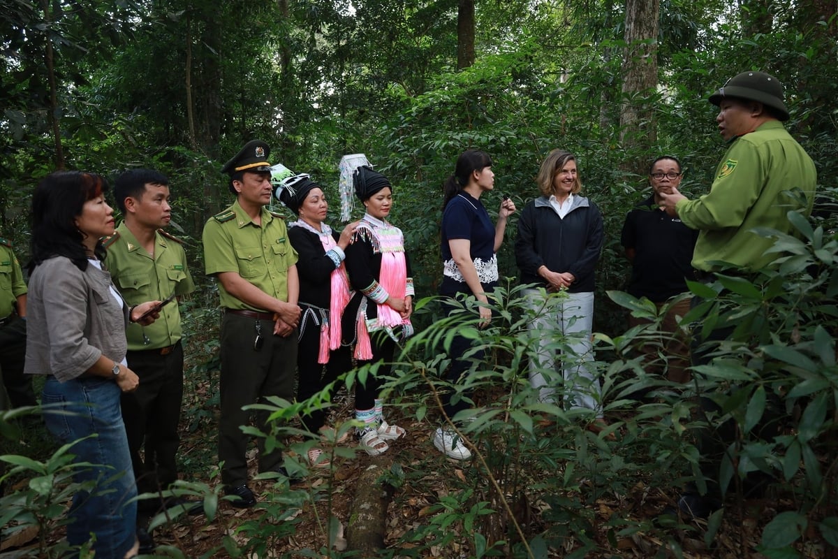 كان لفريق العمل تجربة مباشرة في الغابة. تصوير: دوك بينه. Đoàn công tác có buổi trải nghiệm trực tiếp tại rừng. Ảnh: Đức Bình.