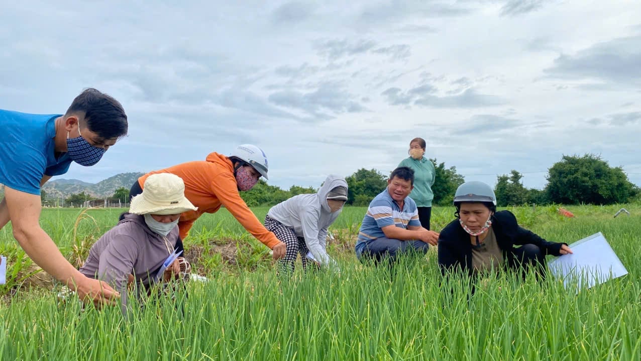 Studenti si procvičují pozorování ekosystému cibulového pole. Foto: Nguyen Co. Học viên thực hành quan sát hệ sinh thái ruộng hành. Ảnh: Nguyễn Cơ.