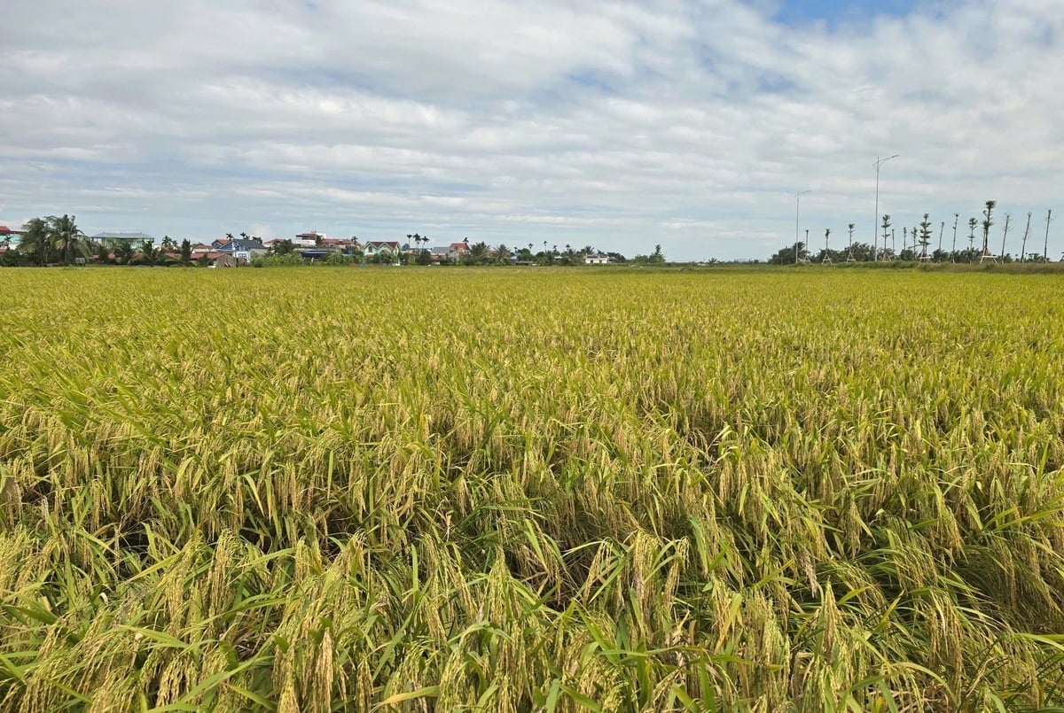 Lúa Tẻ Nương Hà Giang tiếp tục ghi nhận năng suất cao trong vụ mùa 2025 trên đồng đất xã Tiên Minh, TP Hải Phòng. Ảnh: Đinh Mười.