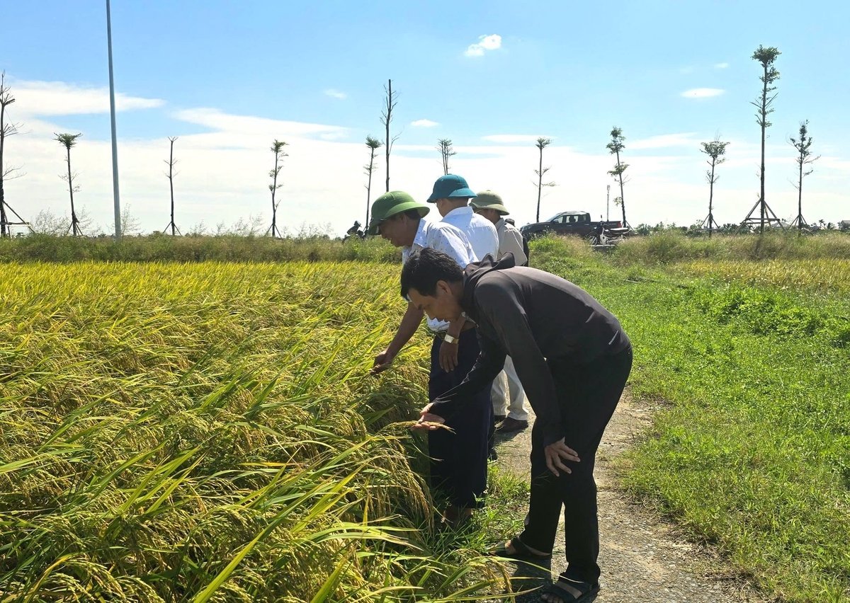 Người dân tham quan ruộng lúa Tẻ Nương Hà Giang để đưa về địa phương sản xuất thử. Ảnh: Đinh Mười.